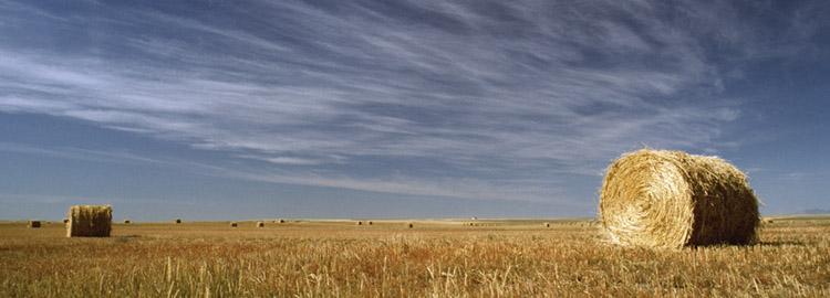 Wild Horse Prairie