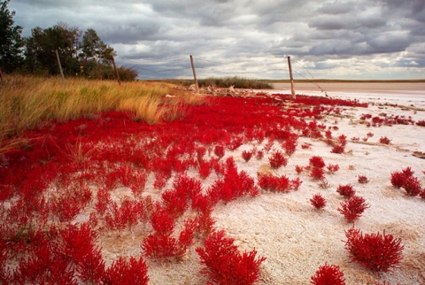 Life in a dried up lake bed image entitled "Death of a Lake"