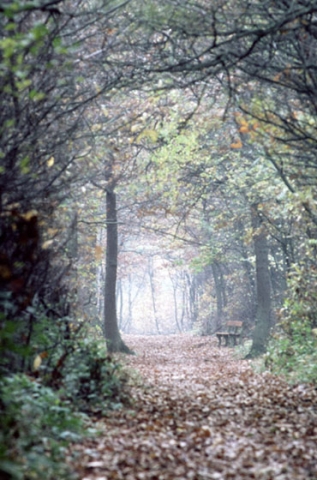 Footpath in woodlands entitled "Into the Light"