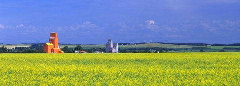 Pioneer and Wheat Pool grain elevators at Wakaw, Saskatchewan