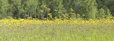 "Morning Sunshine" Panoramic meadow in the spring