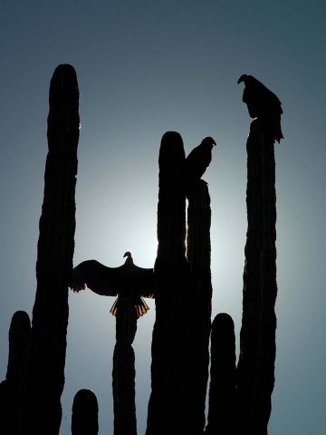 Turkey Vultures near Todo Santos, BCS, Mexico