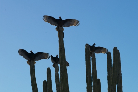 Turkey Vultures on Cactii, Baja, Mexico