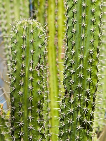 Spiked cactii