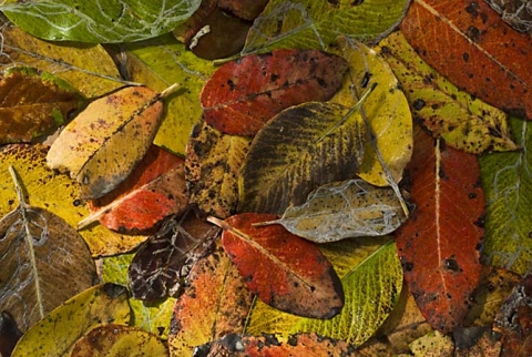 Arbutus Leaves