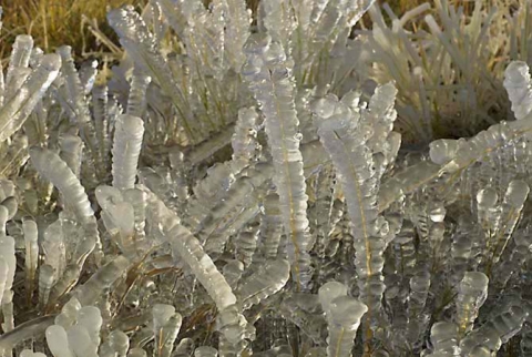 Frozen grass "Encased #3"