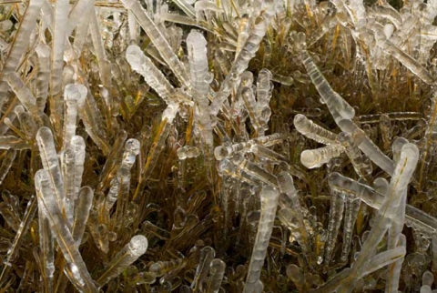 Frozen grass