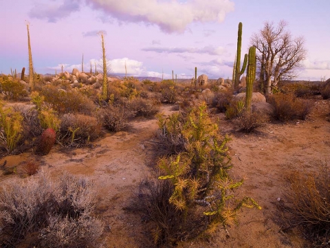 Cactus at sunset