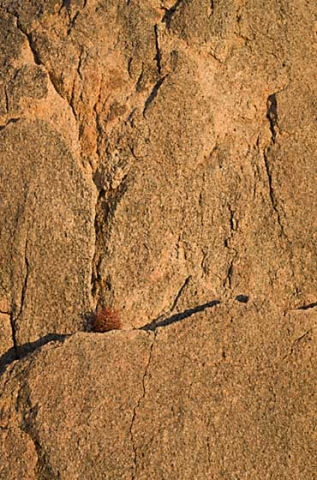 Baby Cactus in cracked rock face.