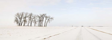 A row of trees north of Saskatoon, entitled "The Twelve Trees"