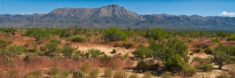 Baja desert after rainfall.