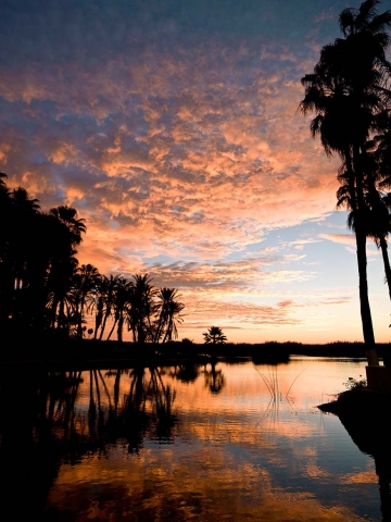 Palms and lagoon at the Estuary at sunrise