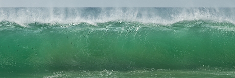 Image of fish in Waves, Mexico "No Hiding Place"