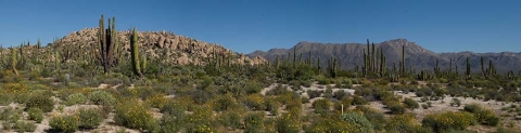 Flourishing green desert