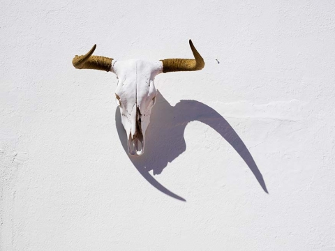 Scull and horns hanging on white wall