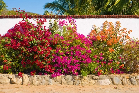 Colourful  bougainvillea's pretty up a garden wall 