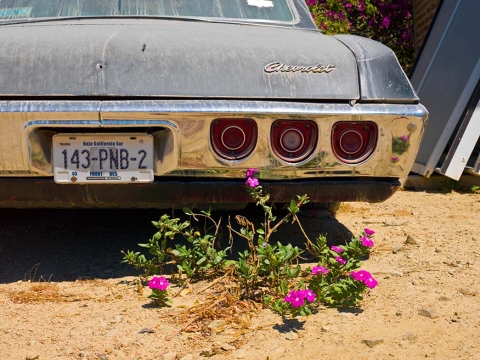 Old Chevy and wild flowers