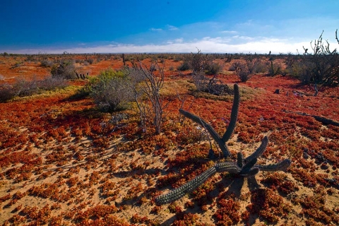 Early morning in the Baja desert near Guerrero Negro