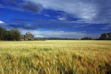 Farm elevator in northern Alberta "Palette of Barley"