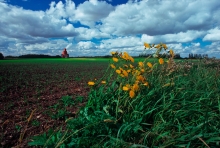 Autumn at Bremen, Saskatchewan. entitled "Stay of Execution"