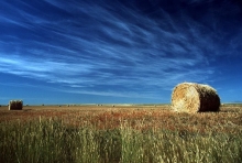 Wild Horse Prairie