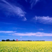 Wooden grain elevator from Woodhouse, Alberta