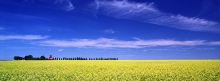 Panoramic image of Woodhouse wooden grain elevator on farm in southern Alberta