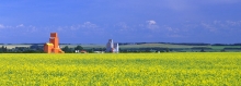 Pioneer and Wheat Pool grain elevators at Wakaw, Saskatchewan