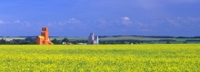 Pioneer and Wheat Pool grain elevators at Wakaw, Saskatchewan