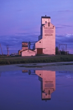 Photograph of wooden elevators at Domremy, Saskatchewan