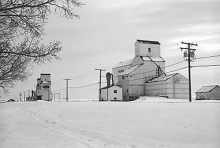 photograph of wooden grain elevators at Milden, Saskatchewan