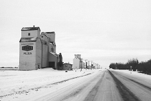 photograph of wooden grain elevators at Milden, Saskatchewan