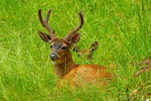 "Guardian" Stag and Doe on Saltspring Island, BC