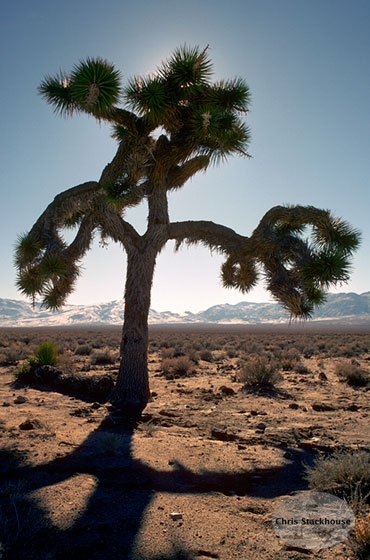 Photo of the Joshua Tree featured on the U2 Album by that name taken in 1988