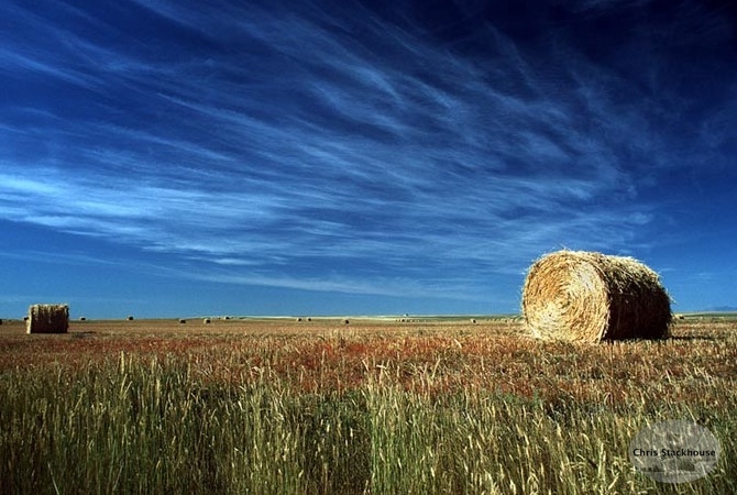 Wild Horse Prairie