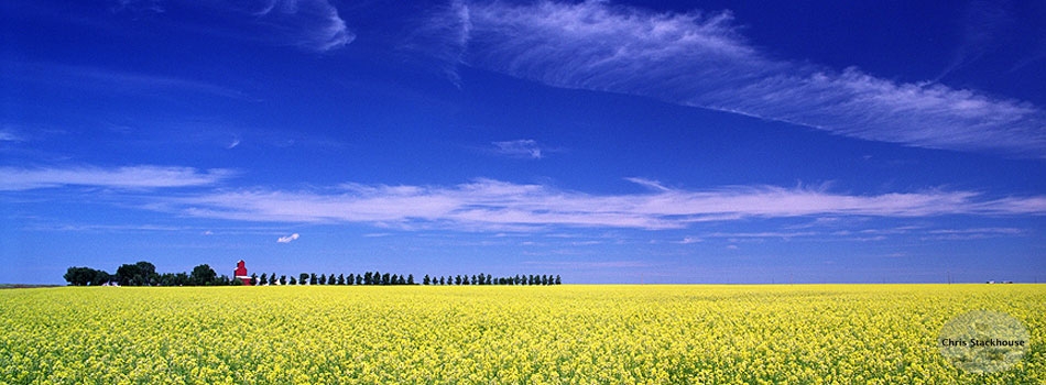 Panoramic image of Woodhouse wooden grain elevator on farm in southern Alberta