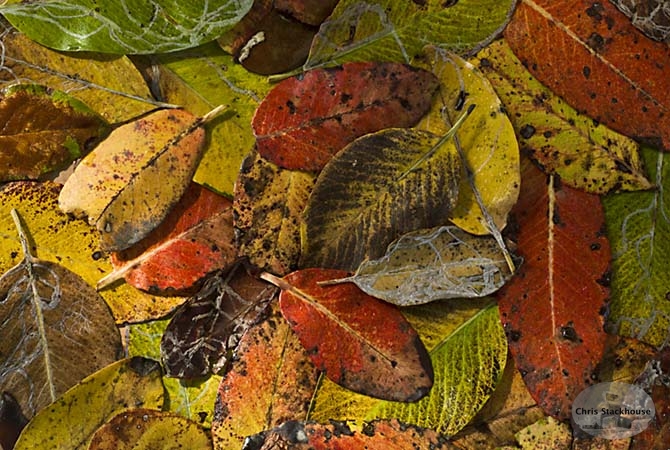 Arbutus Leaves