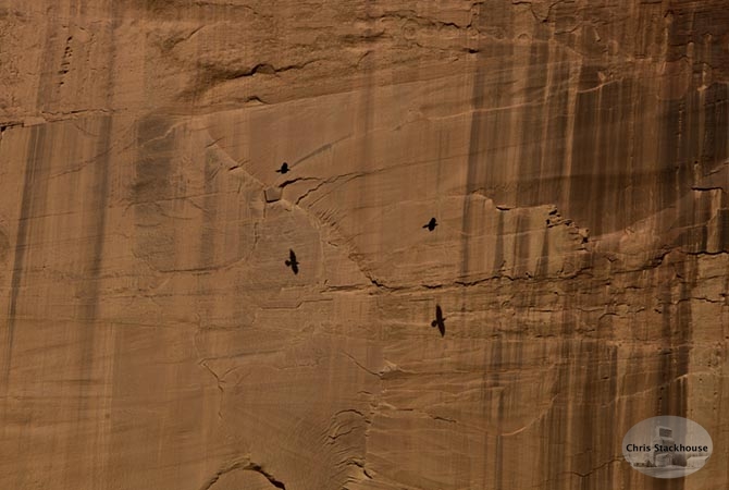 Crows in flight along the cliffs of  Eastern Arizona "Free Flight"
